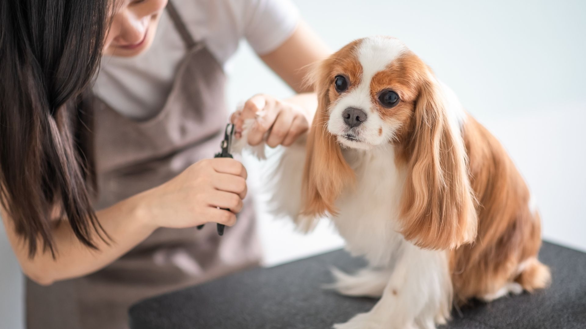 Designing a pet grooming room allows you to tailor the space to your pet's needs.